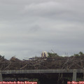 18_25-mast.jpg