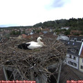 18_30-nest.jpg