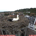 18_35-nest.jpg
