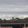 18_40-mast.jpg
