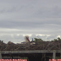 18_45-mast.jpg