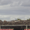 18_50-mast.jpg