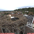 18_50-nest.jpg