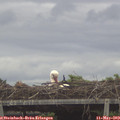 18_55-mast.jpg