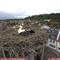 18_55-nest.jpg