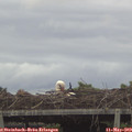 19_00-mast.jpg
