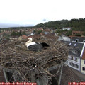 19_00-nest.jpg