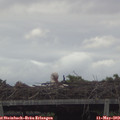 19_05-mast.jpg