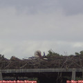 19_10-mast.jpg