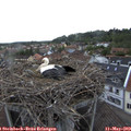 19_10-nest.jpg
