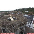 19_15-nest.jpg