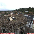 19_20-nest.jpg