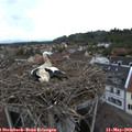 19_25-nest.jpg