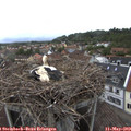 19_35-nest.jpg