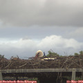 19_40-mast.jpg