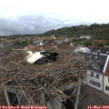 19_45-nest.jpg