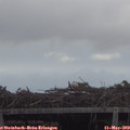 19_50-mast.jpg