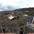 19_55-nest.jpg
