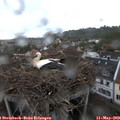 20_05-nest.jpg