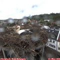 20_10-nest.jpg