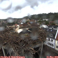 20_15-nest.jpg
