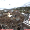 20_25-nest.jpg