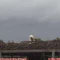 20_30-mast.jpg