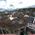 20_30-nest.jpg