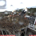 20_35-nest.jpg