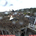 20_40-nest.jpg