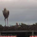 20_45-mast.jpg