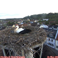 05_45-nest.jpg