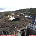 05_50-nest.jpg