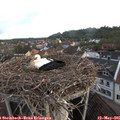 05_55-nest.jpg