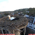 06_00-nest.jpg
