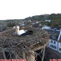 06_10-nest.jpg