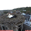 06_15-nest.jpg