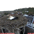 06_20-nest.jpg