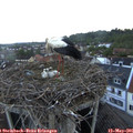 06_25-nest.jpg