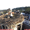 06_50-nest.jpg