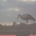 06_55-mast.jpg