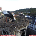 06_55-nest.jpg
