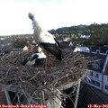 07_05-nest.jpg