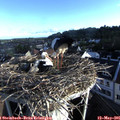07_10-nest.jpg
