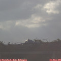 07_15-mast.jpg