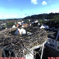 07_20-nest.jpg