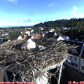 07_25-nest.jpg