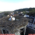 07_35-nest.jpg