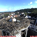 07_40-nest.jpg