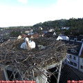 07_45-nest.jpg